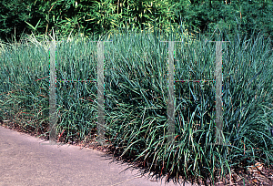 Picture of Panicum virgatum 'Rotstrahlbusch'