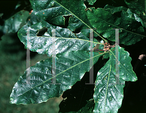 Picture of Quercus castaneifolia 