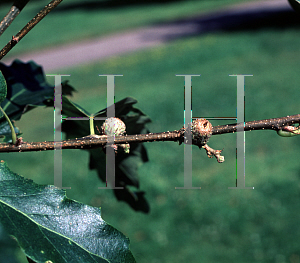 Picture of Quercus castaneifolia 