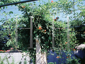 Picture of Campsis radicans 'Crimson Trumpet'