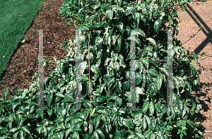 Picture of Kadsura japonica 'Chirimen'