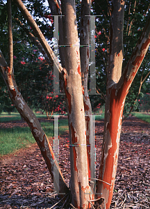 Picture of Lagerstroemia x 'Biloxi'