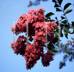 Picture of Lagerstroemia x 'Biloxi'