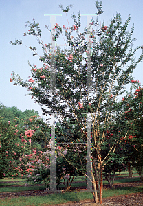 Picture of Lagerstroemia x 'Biloxi'