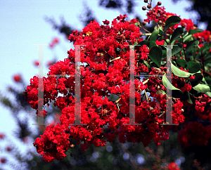 Picture of Lagerstroemia indica 'Regal Red'