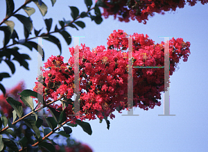 Picture of Lagerstroemia x 'Comanche'