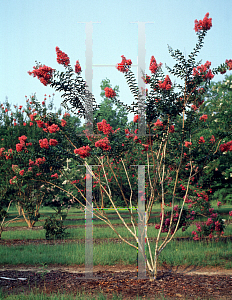 Picture of Lagerstroemia x 'Comanche'