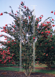 Picture of Lagerstroemia x 'Tuscarora'