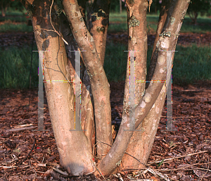 Picture of Lagerstroemia x 'Tuscarora'