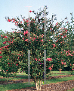 Picture of Lagerstroemia x 'Tuscarora'