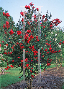 Picture of Lagerstroemia indica 'Centennial Spirit'