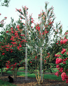 Picture of Lagerstroemia indica 'Carolina Beauty'