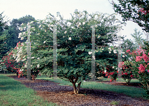 Picture of Lagerstroemia x 'Acoma'