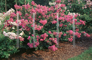 Picture of Lagerstroemia indica 'New Orleans'