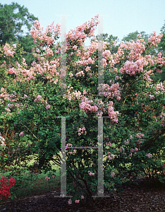 Picture of Lagerstroemia indica 'Bayou Marie'