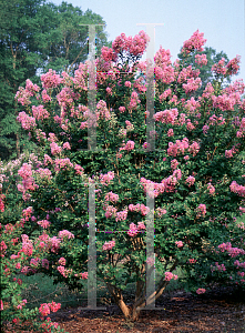 Picture of Lagerstroemia indica 'Cordon Bleu'