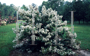 Picture of Lagerstroemia indica 'Pixie White'