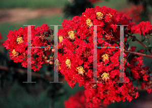 Picture of Lagerstroemia indica 'Carolina Beauty'