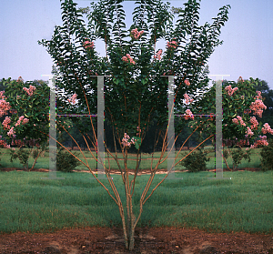 Picture of Lagerstroemia x 'Muskogee'