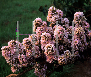 Picture of Lagerstroemia limii 