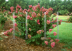 Picture of Lagerstroemia indica 'Catawba'