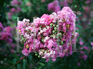 Picture of Lagerstroemia indica 'Powhatan'