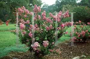 Picture of Lagerstroemia indica 'Powhatan'