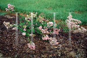 Picture of Lagerstroemia indica 'Conestoga'