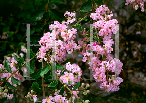 Picture of Lagerstroemia indica 'Conestoga'