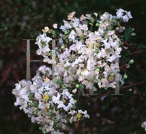 Picture of Lagerstroemia indica 'Pixie White'