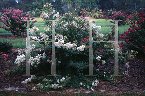 Picture of Lagerstroemia indica 'Pixie White'