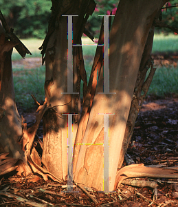 Picture of Lagerstroemia x 'Acoma'