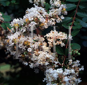 Picture of Lagerstroemia x 'Acoma'