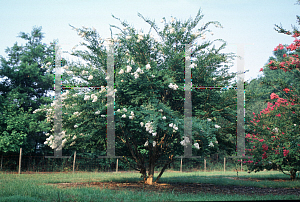 Picture of Lagerstroemia x 'Acoma'