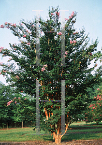 Picture of Lagerstroemia x 'Apalachee'