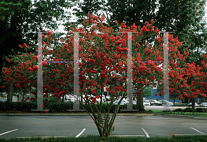 Picture of Lagerstroemia indica 'Dallas Red'