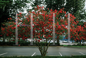 Picture of Lagerstroemia indica 'Dallas Red'