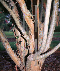 Picture of Lagerstroemia x 'Muskogee'