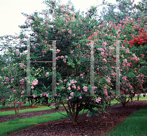 Picture of Lagerstroemia x 'Muskogee'