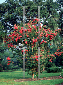 Picture of Lagerstroemia x 'Tuskegee'