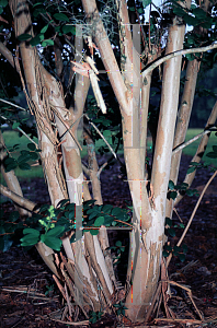 Picture of Lagerstroemia x 'Tonto'