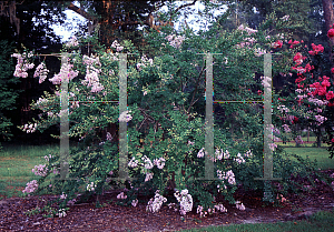 Picture of Lagerstroemia indica 'Near East'