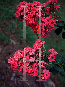 Picture of Lagerstroemia indica 'Seminole'