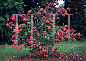 Picture of Lagerstroemia indica 'Seminole'