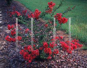 Picture of Lagerstroemia indica 'Petite Red Imp'