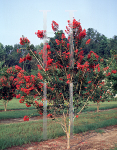 Picture of Lagerstroemia indica 'Carolina Beauty'
