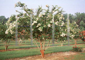 Picture of Lagerstroemia x 'Natchez'