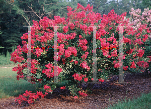 Picture of Lagerstroemia indica 'Baton Rouge'