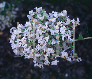 Picture of Lagerstroemia indica 'Petite Snow'