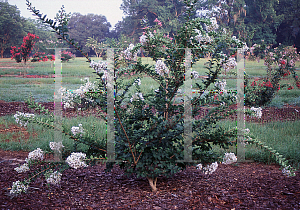 Picture of Lagerstroemia indica 'Petite Snow'